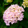 SDIM0071