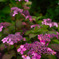 SDIM0077