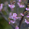 桜②