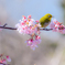 河津桜とメジロさん