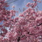 桜 VI