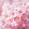 河津桜