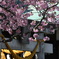 初の河津桜