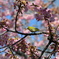 河津桜とメジロのコラボ