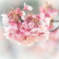 春風