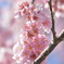 寒桜