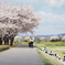 桜道を歩く