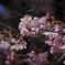 河津桜