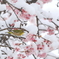 早春の雪