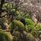 池上梅林散歩　その壱