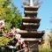 梅と石塔