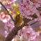 メジロ　河津桜