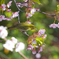 メジロ　葉桜