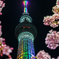 河津桜とスカイツリー