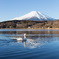 富士山と白鳥