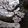 桜2