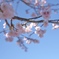 寒空の河津桜