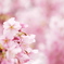 満開河津桜