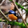 新種のフウチョウ?