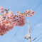 京都　淀水路河津桜