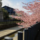 京都　淀水路河津桜