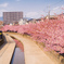 京都　淀水路河津桜