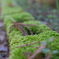 苔むした田舎道
