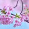 河津桜　9