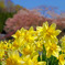 春の思い出〈桜と黄水仙〉　IMGP2456zz