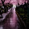 雨の参道