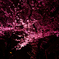 桜　千鳥ヶ淵