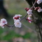 梅の花～豊後