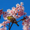春の訪れ　桜メジロ青空