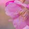 河津桜のマクロ撮影
