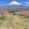 梅と富士山