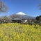 菜の花と富士山