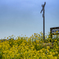 いすみ鉄道菜の花9