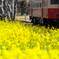 いすみ鉄道菜の花10