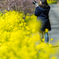 いすみ鉄道菜の花11