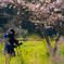 いすみ鉄道菜の花12