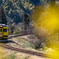 いすみ鉄道菜の花13