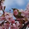 春が来ました