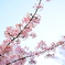 新宿中央公園の桜、咲き始めました。