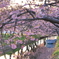 河津桜