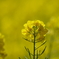 菜の花_浜離宮恩賜公園