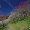木下沢梅林こげざわばいりん