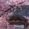 桜咲く山門