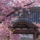 桜咲く山門