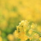 菜の花