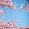 spring for tokyoites 2024